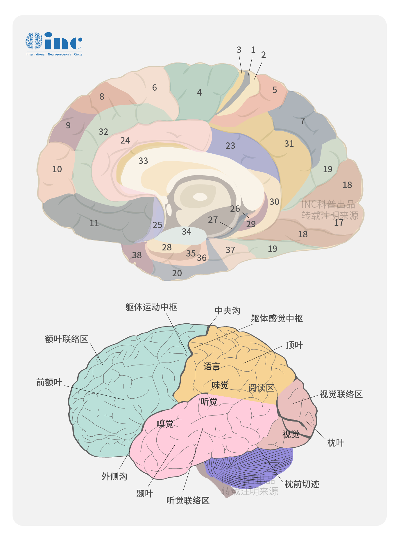 男人女人的思维差异怎么那么大？解密男女大脑的20种不同！